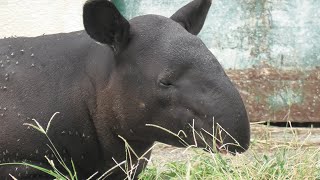 Asian tapir (TOBU ZOO, Saitama, Japan) September 18, 2020