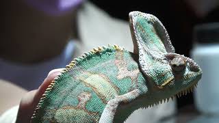 Veiled chameleon | The Forest of Spirits (átoa, Hyogo, Japan) October 30, 2021