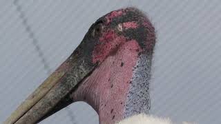 Marabou Stork (KOBE ANIMAL KINGDOM, Hyogo, Japan) October 24, 2021