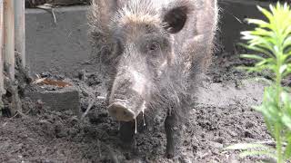 Wild boar Japanese (Hamamatsu Zoological Gardens, Shizuoka, Japan) July 1, 2018
