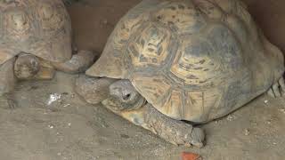 3 types Tortoise (Saitama Children's Zoo, Saitama, Japan) February 3, 2018