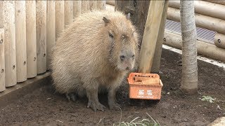 Capybara (Ueno Zoological Gardens, Tokyo, Japan) February 4, 2018