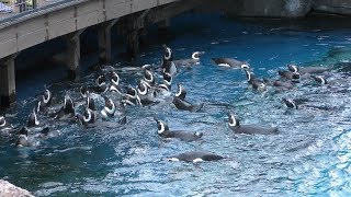 ペンギンフィーディング (上越市立水族博物館 うみがたり) 2019年4月5日