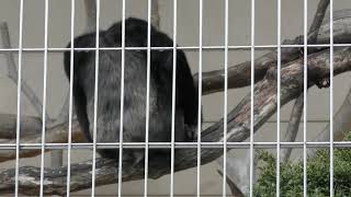Pileated Gibbon (Japan Monkey Centre, Aichi, Japan) January 20, 2019