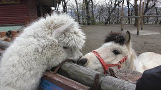仲良しなアルパカとポニー (茶臼山動物園) 2018年4月15日