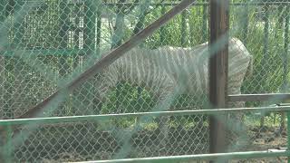 シロシマウマ　Grant's zebra (leucism)
