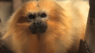 Golden lion tamarin (Hamamatsu Zoological Gardens, Shizuoka, Japan) July 25, 2021