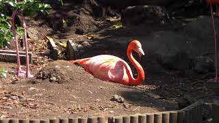 American Flamingo (Izu Shaboten Zoo, Shizuoka, Japan) April 22, 2018