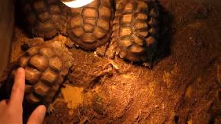 African spurred tortoise (IZoo, Shizuoka, Japan) March 17, 2018