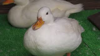 Call duck & Japanese carp (Minatoyama Aquarium, Hyogo, Japan) July 1, 2022