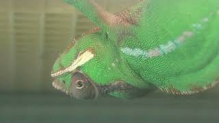 Panther chameleon (Higashiyama Zoo and Botanical Gardens, Aichi, Japan) July 22, 2021