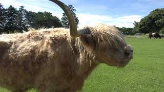 スコッチハイランド　Highland cattle