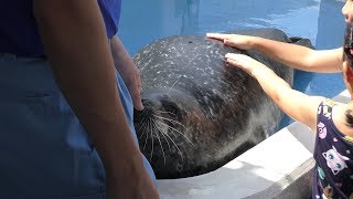 Earless seal Fureai Experience (Notojima Aquarium, Ishikawa, Japan) August 17, 2019