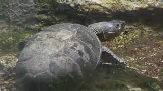 Common mud turtle