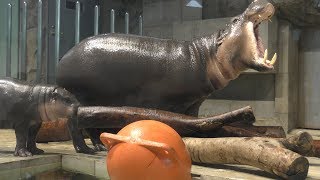 Pygmy hippopotamus Parent and child (NIFREL, Osaka, Japan) July 26, 2019