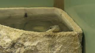 Japanese Rat Snake (Higashiyama Zoo and Botanical Gardens, Aichi, Japan) July 22, 2021