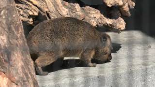 Cape Hyrax (Kyoto City Zoo, Kyoto, Japan) October 8, 2021