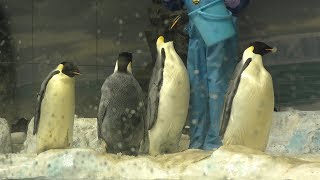ペンギンのフィーディングタイム (名古屋港水族館) 2017年11月18日
