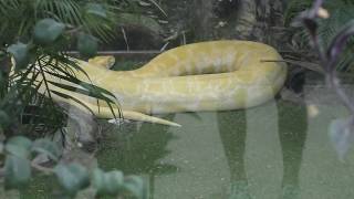 Burmese python (KOBE ANIMAL KINGDOM, Hyogo, Japan) September 15, 2018