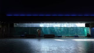 大水槽 (神戸市立須磨海浜水族園) 2018年12月21日