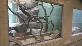 Ball python (Higashiyama Zoo and Botanical Gardens, Aichi, Japan) July 22, 2021