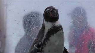 フンボルトペンギン (あわしまマリンパーク) 2018年11月23日