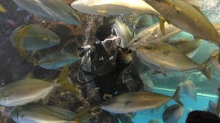 富山湾大水槽お食事タイム (魚津水族館) 2019年8月15日