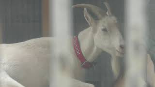 Goat (Takaoka Kojo Park Zoo, Toyama, Japan) August 16, 2019