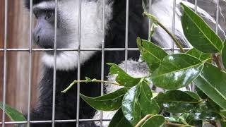 Baby Abyssinian colobus (Ueno Zoological Gardens, Tokyo, Japan) October 29, 2017