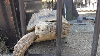 African spurred tortoise (Ishikawa Zoo, Ishikawa, Japan) August 18, 2019