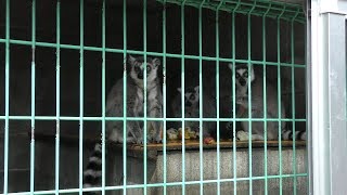 Ring-tailed lemur (Fukuchiyama City Zoo, Kyoto, Japan) March 29, 2019