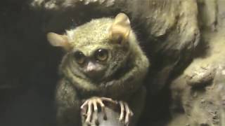 スラウェシメガネザル　Spectral tarsier