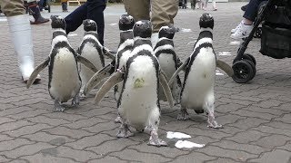 ペンギンのお散歩ライブ (神戸市立 須磨海浜水族園) 2018年12月21日