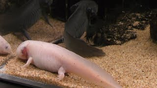 Axolotl (Takeshima Aquarium, Aichi, Japan) January 23, 2019