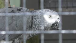 Grey Parrot (Asuwayama Amusement Park, Fukui, Japan) November 1, 2019