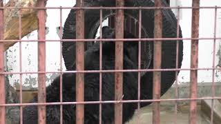 Japanese black bear (Shunan City Tokuyama Zoo, Yamaguchi, Japan) May 19, 2018