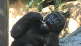 Western gorilla (Ueno Zoological Gardens, Tokyo, Japan) September 11, 2020