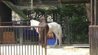Pony (TOBE ZOOLOGICAL PARK OF EHIME PREF., Ehime, Japan) March 25, 2018