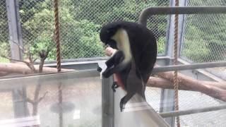 Diana guenon (Toyohashi Zoo and Botanical Park, Aichi, Japan) August 5, 2017
