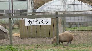 Capybara & Domestic goose (Ostrich Kingdom Sodegaura Farm, Chiba, Japan) December 10, 2018
