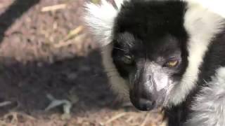 クロシロエリマキキツネザル　Black-and-white ruffed lemur