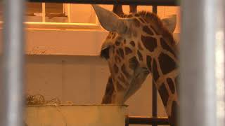 Reticulated giraffe (Himeji city zoo, Hyogo, Japan) February 16, 2019