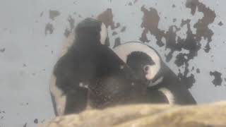 仲良しケープペンギン (アクアパーク品川) 2017年9月30日