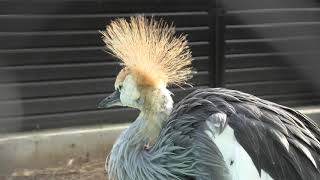 ホオジロカンムリヅル の若鳥 (天王寺動物園) 2019年11月20日