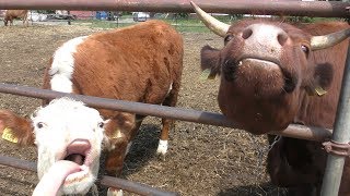 肉牛に餌やり体験 (ハイジ牧場) 2019年6月18日