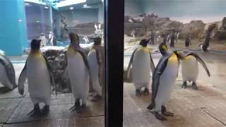 亜南極ペンギン (長崎ペンギン水族館) 2017年12月24日