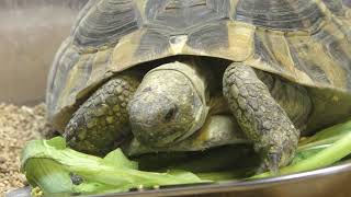 Herman's tortoise