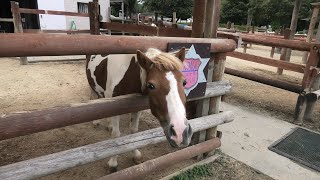 Pony (TOBU ZOO, Saitama, Japan) September 18, 2020