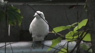 Pied imperial pigeon (Chiba Zoological Park, Chiba, Japan) December 10, 2018