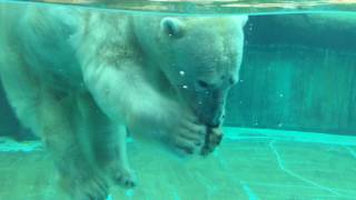 Polar bear Feeding time [3/4] (Toyohashi Zoo and Botanical Park, Aichi, Japan) August 5, 2017